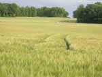 La Vieille Borde, location de gîtes, le blé